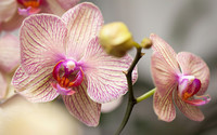 orchidee-phalaenopsis-2