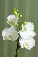 orchidee-papillon-