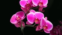 Orchid_