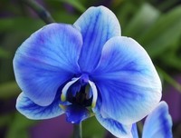orchidee-bleu