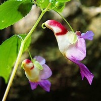perroquet-orchidee