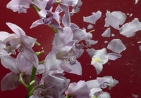 -orchidee-