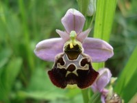 -Frelon-orchidee60
