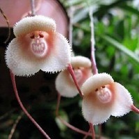 -orchidee-fleur-bonsai