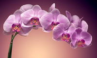 Orchidee-