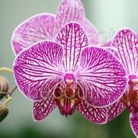 phalaenopsis-