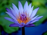 fleur-lotus-bleu
