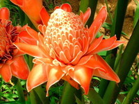 fleur-tropicale-2