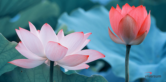 fleur-de-lotus-1