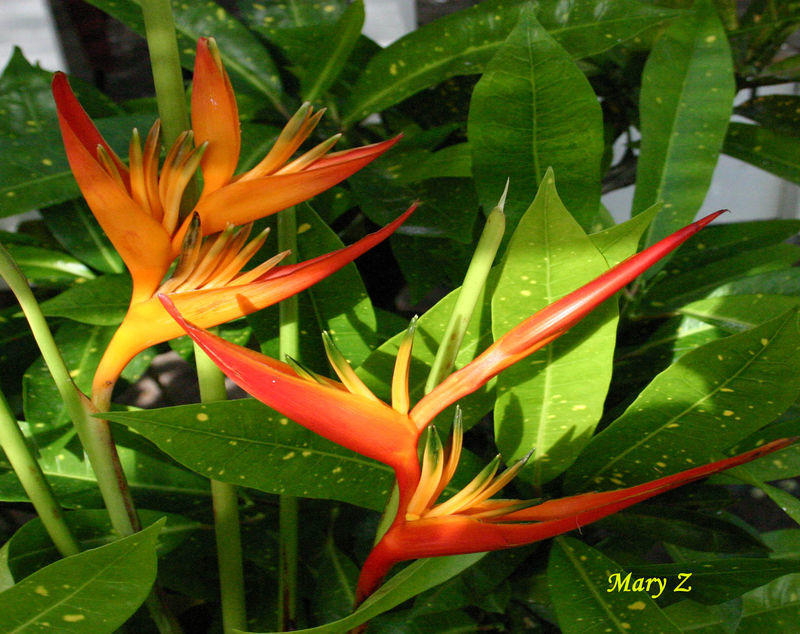 plante exotique d ventail plantes exotique plante exotique d ventail plantes exotique