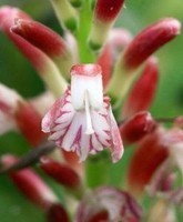 Alpinia-japonica-