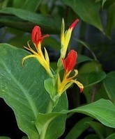 Canna-indica-en-fleurs