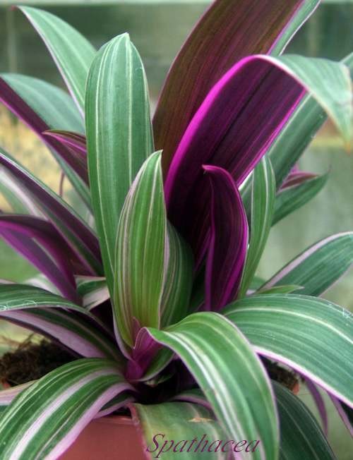 plante exotique d ventail plantes exotique plante exotique d ventail plantes exotique