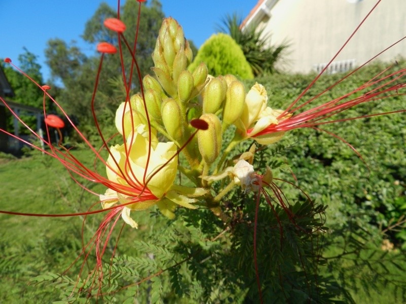 plante exotique d ventail plantes exotique plante exotique d ventail plantes exotique