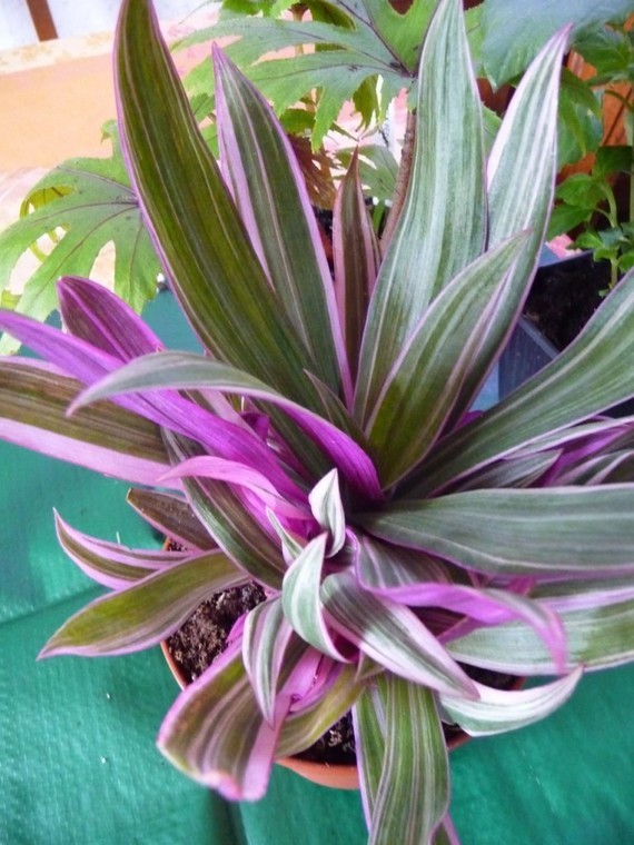 plante exotique d ventail plantes exotique plante exotique d ventail plantes exotique