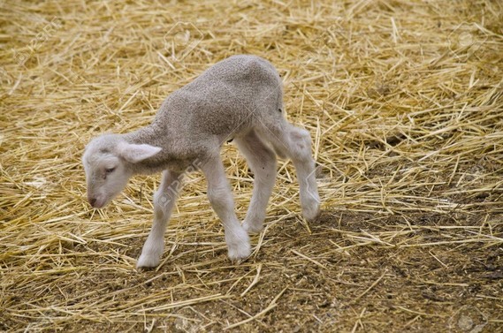 bébé-agneau-