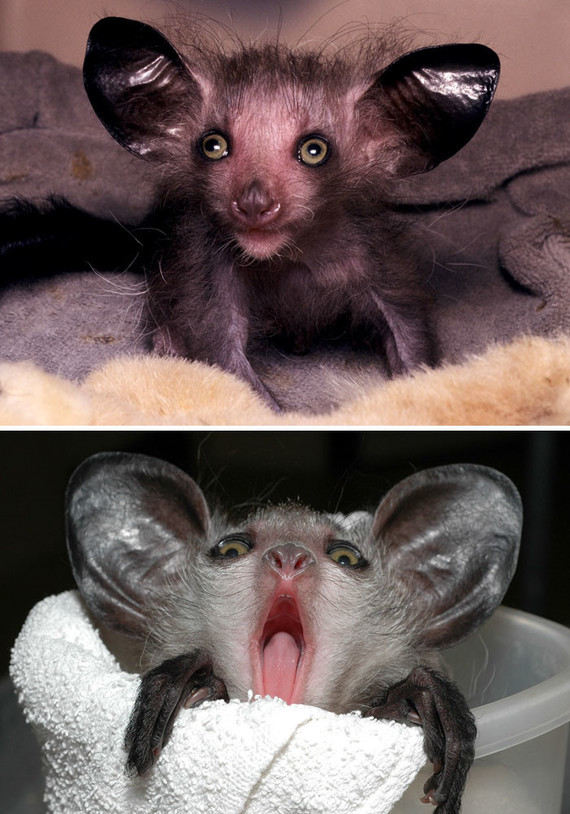 Bébé aye-aye 1