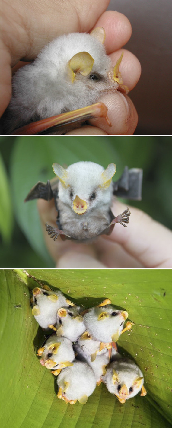 Bébé chauve-souris blanche 2