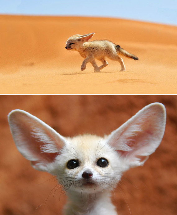 Bebe Fennec Animaux Rare Jeweid Photos Club Doctissimo Bebe Fennec Animaux Rare Jeweid Photos Club Doctissimo