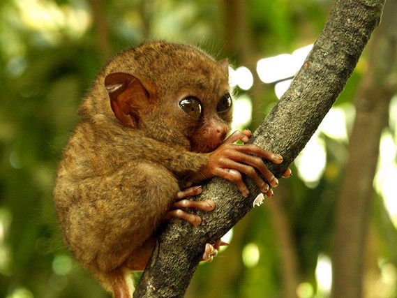 Bébé tarsier
