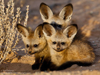 Bébés renards à oreilles de chauve-souris