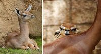 bébé antilope girafe