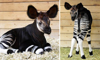 Le bébé okapi