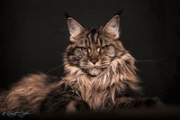 chat-maine-coon13