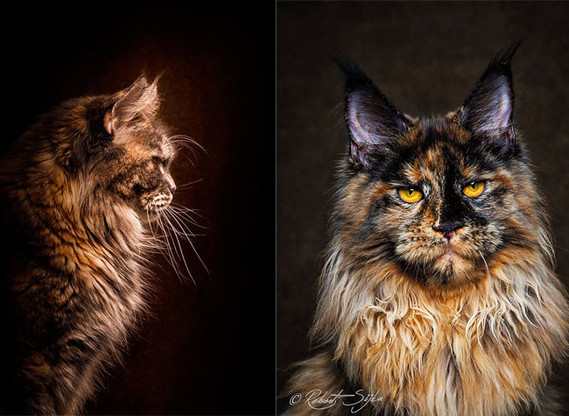 -maine-coon-chats-