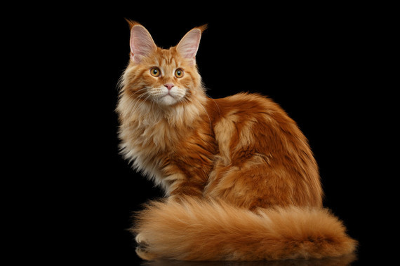 Maine Coon1