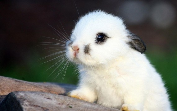 cute_bunny-