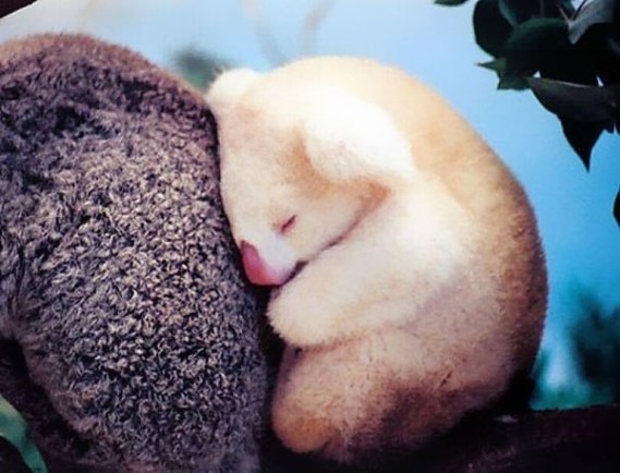 koala-albinos
