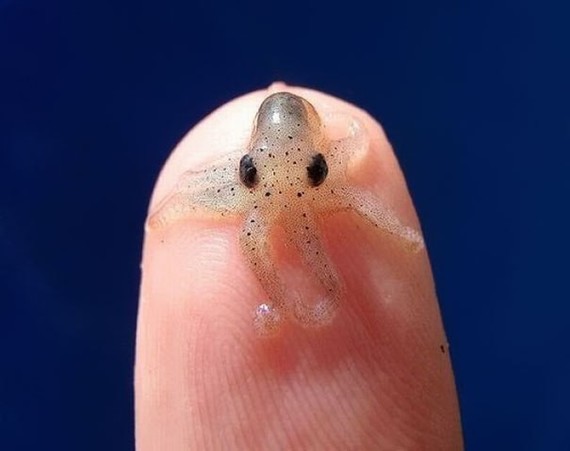 octopode