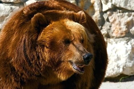 bear-animals-