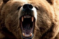 grizzly-bear-