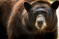 Black-Bear-