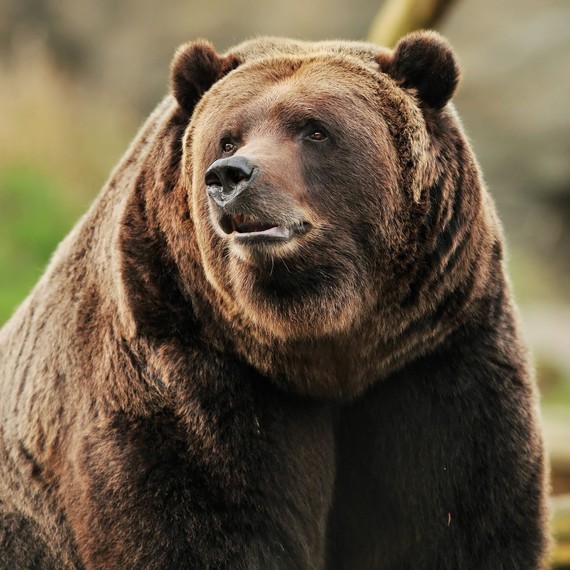 grizzly-bear-2
