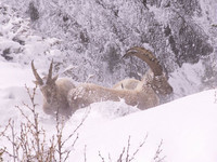 -ibex-hiver
