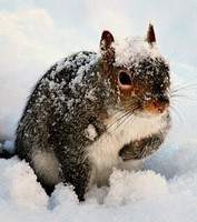 ecureuil-roux_