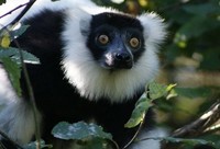 lemur-vari-590x400