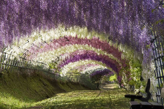 Tunnel de fleurs Wisteria, Japon