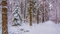 Forests_Winter_Roads_