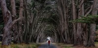 Roads_Trees_Stroll_