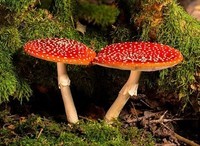 _Amanita_Two_Red_Moss_