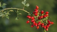_Branches_Foliage_Rose_hip