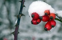Berry_Winter_Rose_Snow