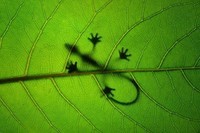 Lizard_Foliage_Silhouette_
