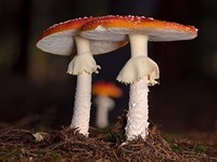 Mushrooms__Amanita_
