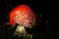 Mushrooms_Amanita_