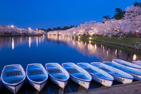 Japan_Parks_Evening_Flowering_